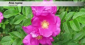 rugosa rose (Rosa rugosa)