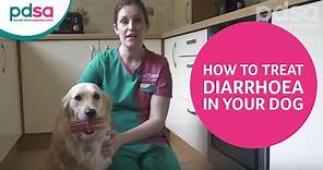 How To Treat Diarrhoea In Dogs