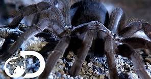 The Tarantulas of Australia | Ultimate Spiders