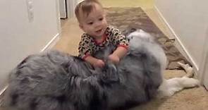 Blue Merle Australian Shepherd Puppy Baby Crawl