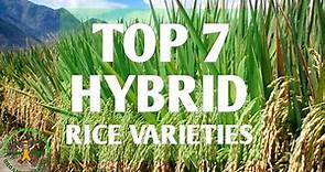 Top 7 hybrid rice variety in the Philippines | hybrid rice seeds | rice farming in the Philippines