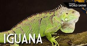 6 Insane Iguana Facts