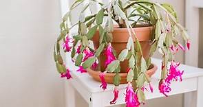 How to Care for Christmas Cactus and Make It Bloom