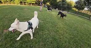 Dog Park TV another evening filled with dogs playing