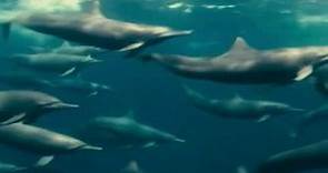 Oceans - Accompanying dolphins - Galatée Films 2009 | ESA
