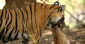 Wild Animals Life Full HD Documentary