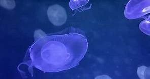 Jellyfish Life-Cycle