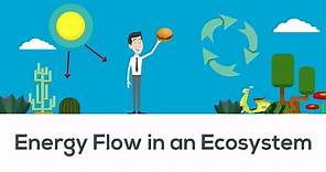 Energy flow in ecosystem