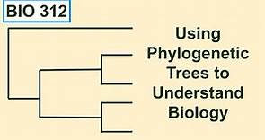 Using phylogenetic trees to understand biology