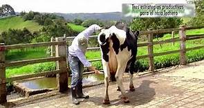 Evaluacion Morfologica y Productiva de Vacas Holstein - TvAgro By Juan Gonzalo Angel