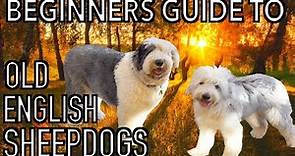 Beginners Guide to OLD ENGLISH SHEEPDOGS