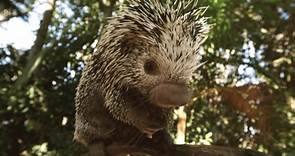 Porcupines Are Some of the Most Interesting Animals in the World