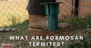 What is a Formosan Termite?