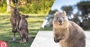 TOP 10 Animales de AUSTRALIA: De los TÍPICOS a los más RAROS | GrowPro