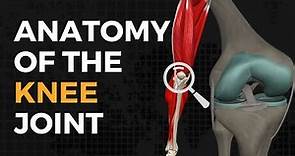 Understanding the Anatomy of Your Knee
