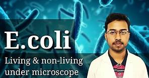 Hanging drop method microbiology | live bacteria under microscope | e.coli bacteria