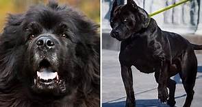 Top10 perros Negros con el aspecto Mas intimidantes