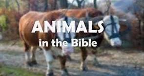 Animals Mention In The Bible (from A to Z)