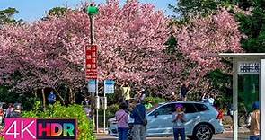 2022 陽明山櫻花｜中山樓/遊客中心/湖山綠地｜4K HDR｜Yangmingshan Cherry Blossom Festival - 1