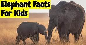 Learn about elephants for kids | Elephant wildlife documentary | elephant facts learning | Elefante