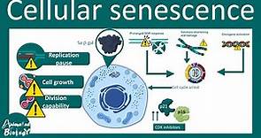 Senescence | Overview of Cell Senescence | hallmarks and inducers of Cell Senescence | USMLE