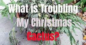 Troubleshooting and Solving Common Christmas Cactus Problems