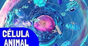 La CÉLULA ANIMAL y sus partes (organelos celulares)➡️Video educativo de biología🔬