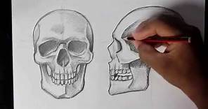 How to Draw Human Skull Front/Profile | Human Anatomy