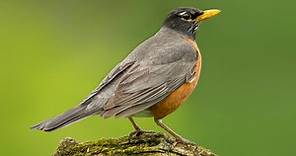 American Robin Sounds, All About Birds, Cornell Lab of Ornithology
