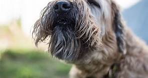 Everything You Need to Know About Soft Coated Wheaten Terriers