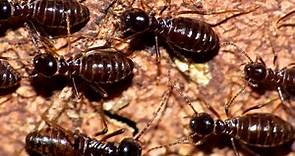Termite Facts: COLONY ANIMALS | Animal Fact Files