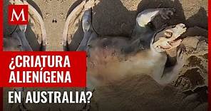Criatura alienígena encontrada en Australia: El misterio que fascina a todos
