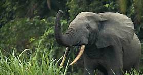 Africa’s 2 elephant species are both endangered, due to poaching and habitat loss