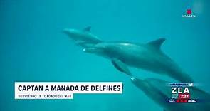 Captan a manada de delfines durmiendo en el fondo del mar | Noticias con Francisco Zea