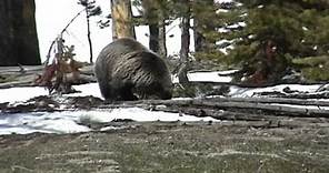 Ursus arctos horribilis - Grizzly Bear