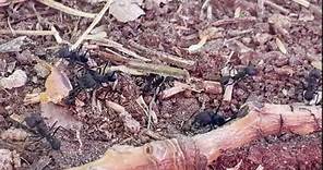 Se Viene el Invierno y las Hormigas lo Saben: Empiezan a Capitalizar y Acumular Comida 🐜❄️ #viral