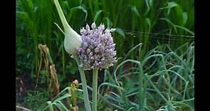 I LOVE WILD HERBS! Allium ampeloprasum elephant garlic wild leek