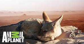 La supervivencia del Chacal en el desierto | Ríos de África | Animal Planet