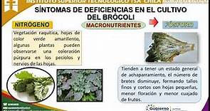 Brocolí (Brassica oleracea var. itálica)_CALDERÓN_ISTT