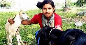 Cute Baby Goat's Milk। Beautiful Girl Milking A Goat By Hand। Milking Goat। Channel 96 Part-13