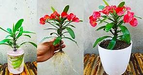 How to grow Euphorbia milii plant from cuttings faster in easy way