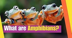 What are Amphibians | Learn the characteristics of amphibians | Lesson Boosters Science