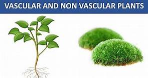 VASCULAR AND NON-VASCULAR PLANT || TYPES OF PLANT IN THE PLANT KINGDOM || SCIENCE VIDEOS FOR KIDS