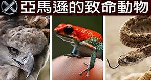 亞馬遜的致命動物 | 利爪．劇毒．尖齒－雨林中的頂級物種