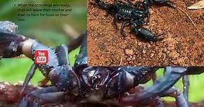 Scorpion Life Cycle For Kids