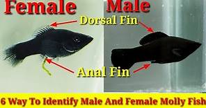 6 Way To Identify Male And Female Molly Fish