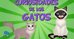 Curiosidades de los Gatos | Videos Educativos para Niños.