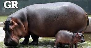 Nace bebé hipopótamo en Zoológico de GDL