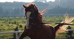 Qarabağ Atları film "KƏHƏR" #qarabag #film #azerbaycan