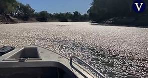 Aparecen millones de peces muertos en el río Darling de Australia